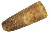 Juvenile Fossil Spinosaurus Tooth - Feeding Worn Tip #345873-1